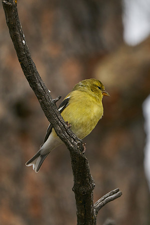 Bird8