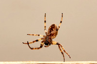 Spider1