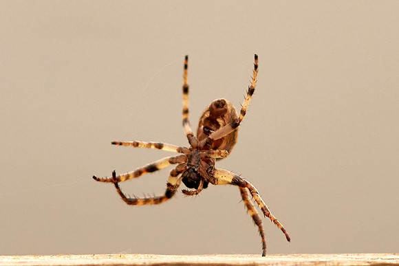Spider1