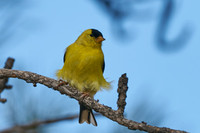 Bird4