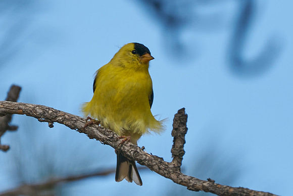 Bird4