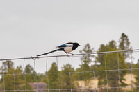 Bird1