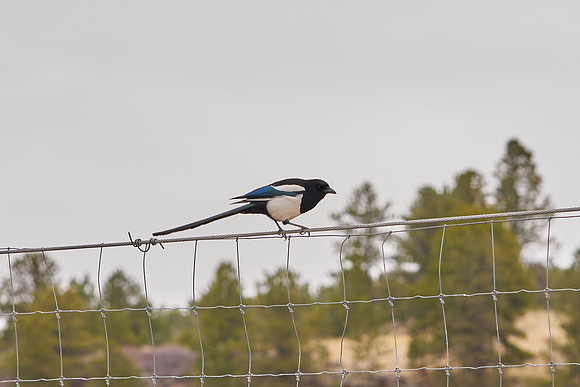 Bird1