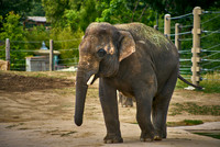 Elephant2