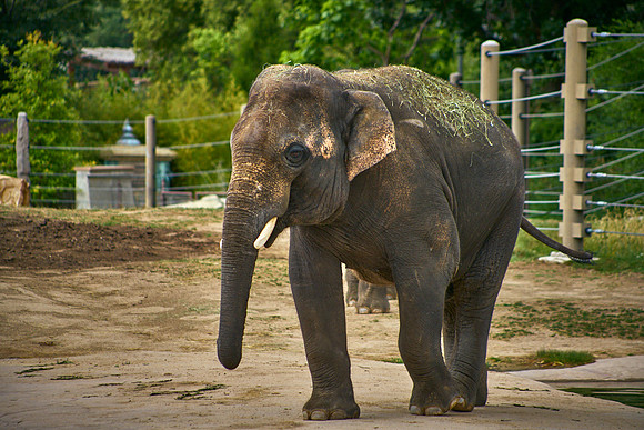 Elephant2