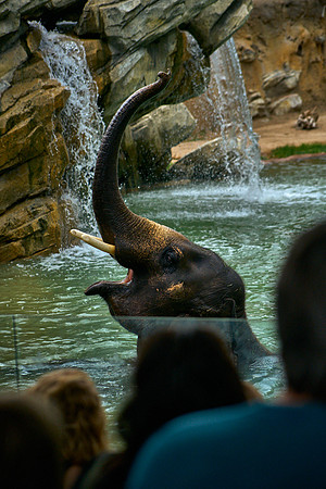 Elephant8