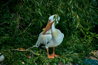 Pelican1