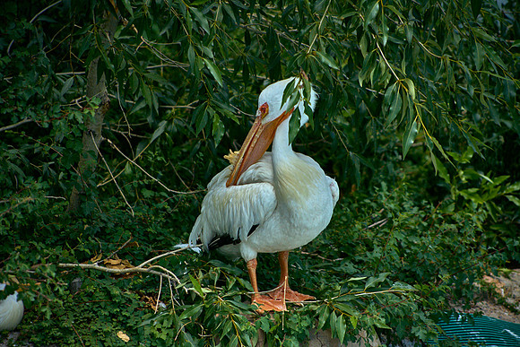 Pelican1