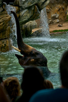 Elephant7