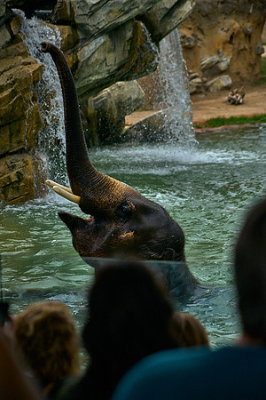Elephant7