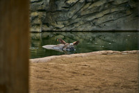 Hippo2