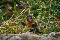 Monkey1