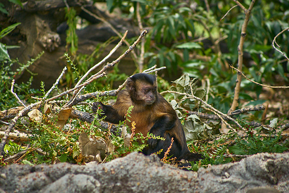 Monkey1