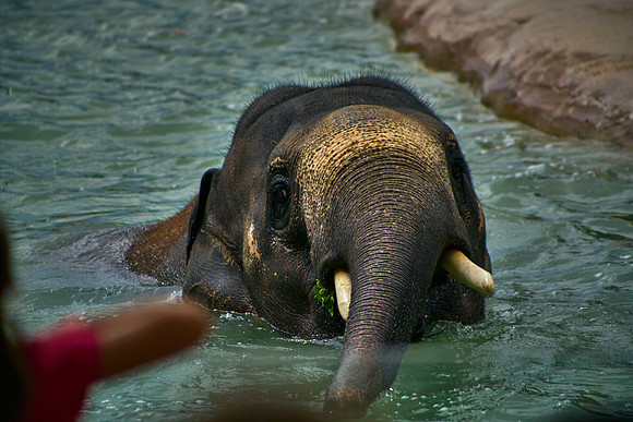 Elephant9