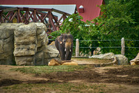 Elephant1