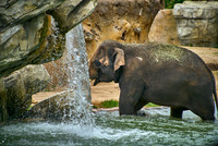 Elephant4