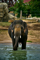 Elephant6