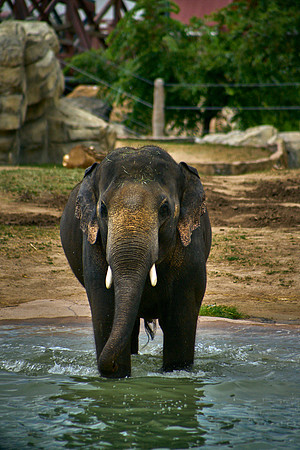 Elephant6