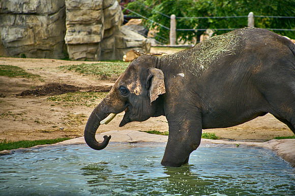 Elephant3