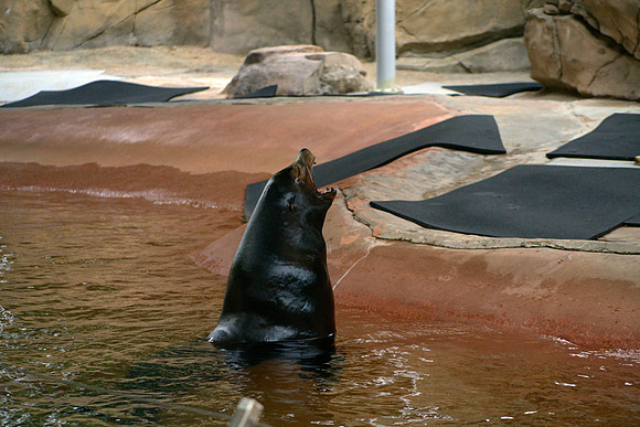 Seal1