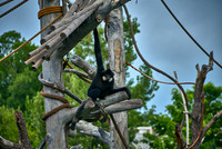 Monkey4