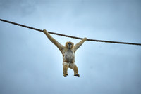 Monkey3