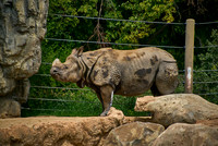 Rhino1