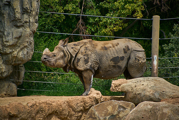 Rhino1