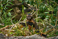 Monkey2