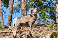 3029_Bighorn