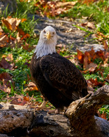 2_Eagle