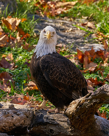 2_Eagle