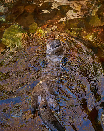 7_Otter