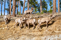 3028_Bighorn