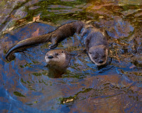 9_Otter