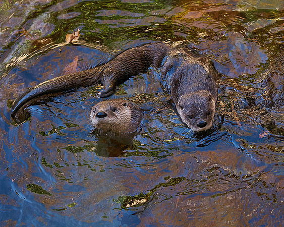 9_Otter