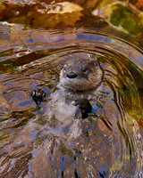 5_Otter