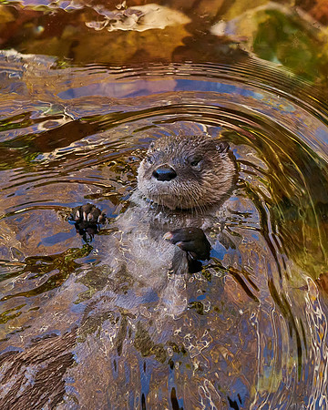 5_Otter