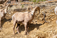 3030_Bighorn