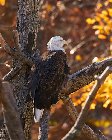 1_Eagle