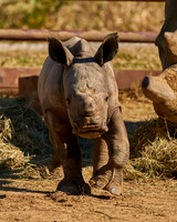 16_Rhino