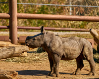18_Rhino