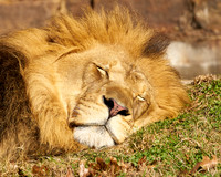 15_Lion