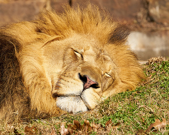 15_Lion
