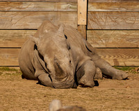 14_Rhino