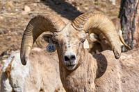 3026_Bighorn