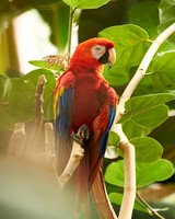12_Parrot
