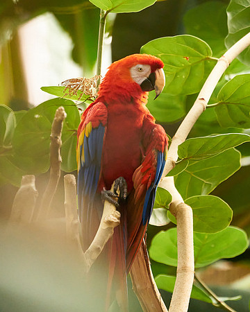 12_Parrot
