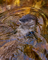 6_Otter