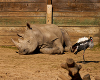 15_Rhino